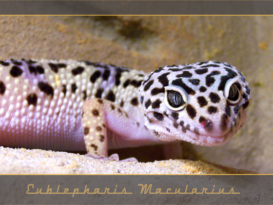 Leopardgecko (Eublepharis macularius)