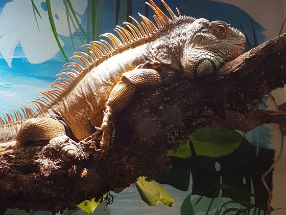 1.0 Iguana iguana