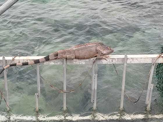 Iguanas auf St. Maarten