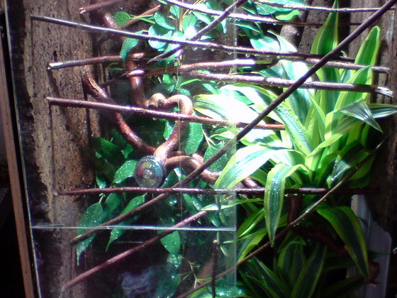 Furcifer Pardalis Terrarium