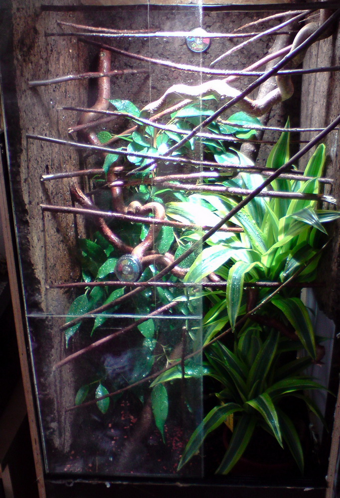 Furcifer Pardalis Terrarium