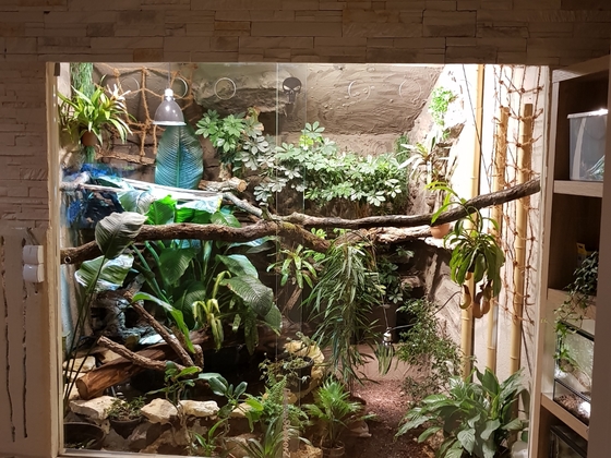 Wasseragamen Regenwaldterrarium Tropenterrarium xxl Terrarium