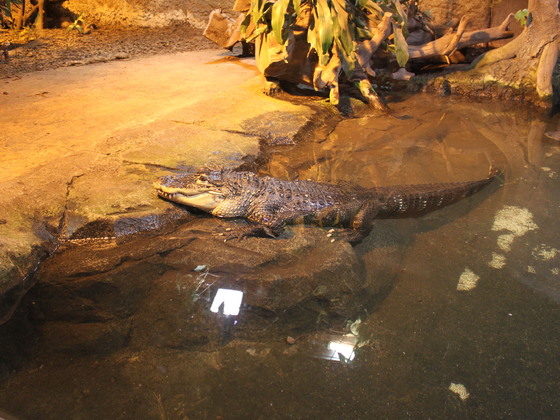Alligator mississippiensis im Reptilium Landau