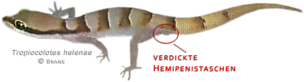 Tropiocolotes helenae