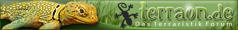 Halsbandleguane im Terraristik Forum .. Haltungsberichte, Fragen zur Gesundheit, Fragen zur Ernährung, Fragen zur Fortpflanzung uvm .. bei Terraon.de