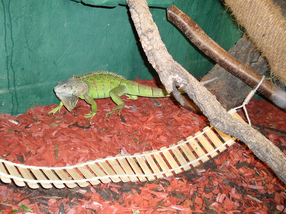 Iguana Iguana namens Franz