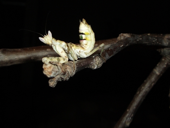Creobroter elongata Blütenmantis2
