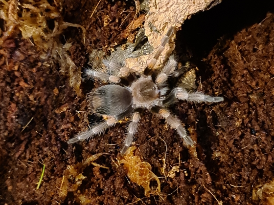 Brachypelma hamorii