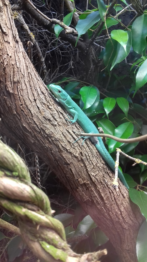 0,1 Gastropholis prasina