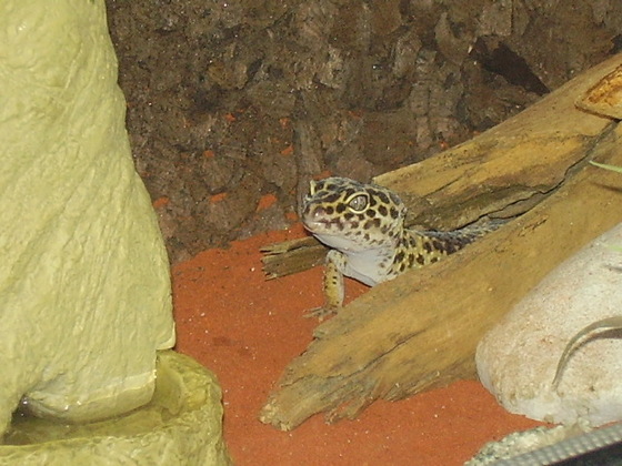 Meine Leopardgecko Dame
