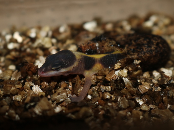 Eublepharis macularius beim Schlupf Teil 2