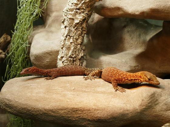 Varanus pilbarensis Pärchen