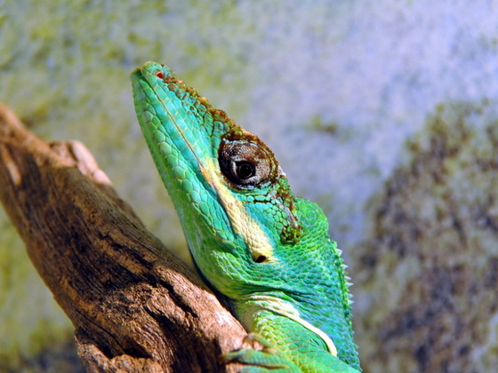 Ritteranolis