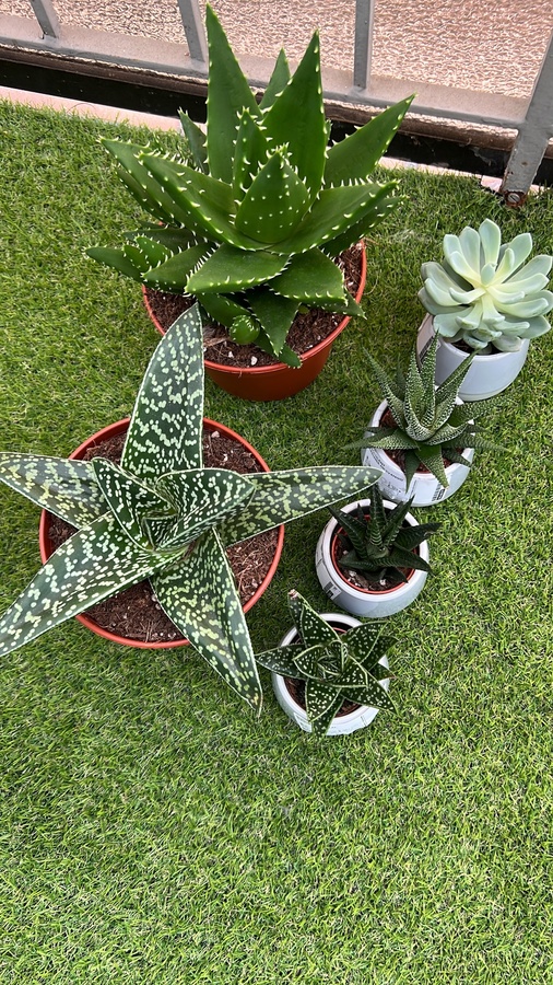 Verschiede Succulenten