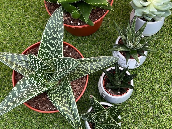 Verschiede Succulenten