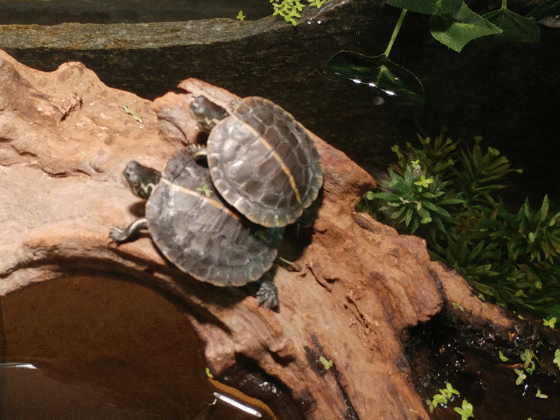 Rückenstreifen-Zierschildkröte - Chrysemys picta dorsalis