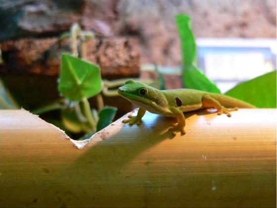 Phelsuma Quadriocellata