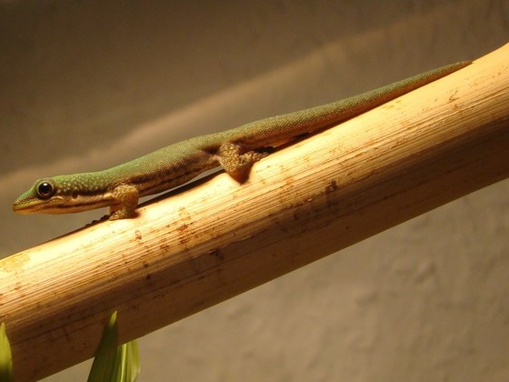 Phelsuma lineata elanthana