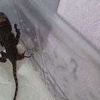 0,0,1 Acanthosaura armata "Thailand" nach dem Schlupf