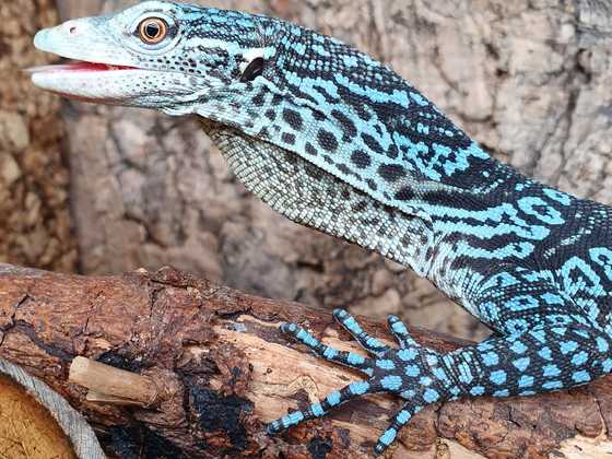 Junger Varanus macraei