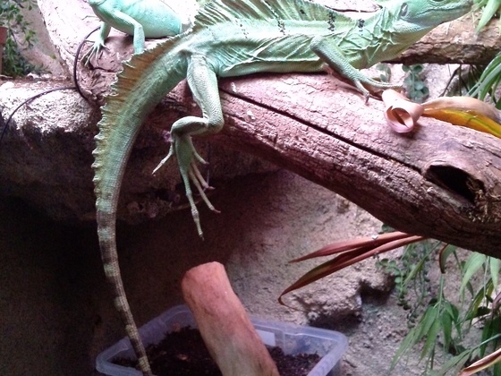 Stirnlappenbasilisk - Basiliscus plumifrons