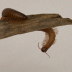 Tausendfüßer - Spirostreptidae spec. 5