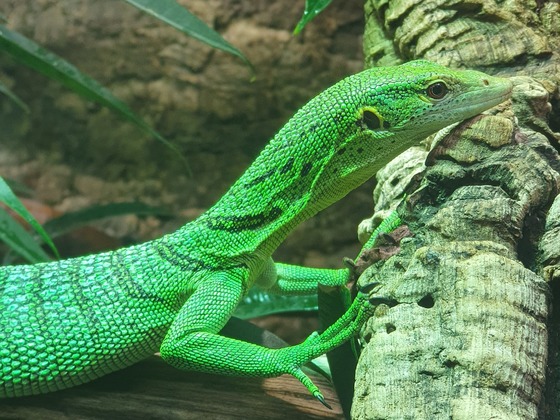 Varanus prasinus