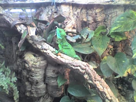 B. plumifrons Weibchen