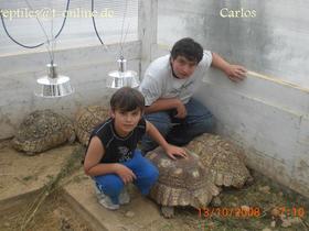 PANTHERSCHILDKRÖTE