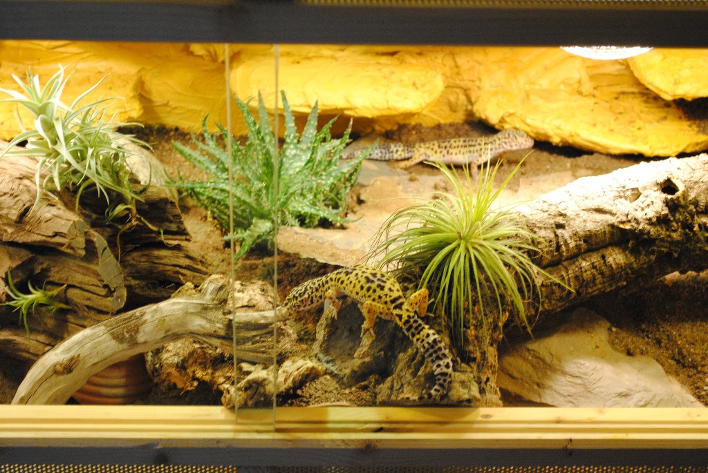 Leopardgecko Terrarium - 4627 2142f26c