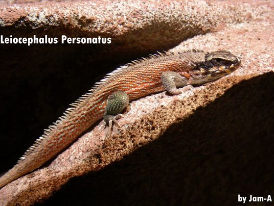 Leiocephalus Personatus2