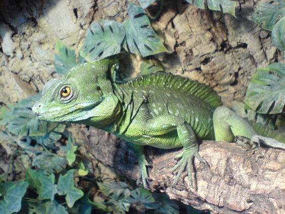 Drago 2