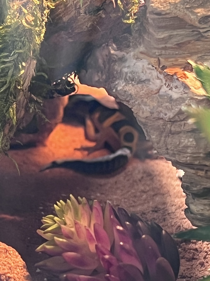 Leopardgecko