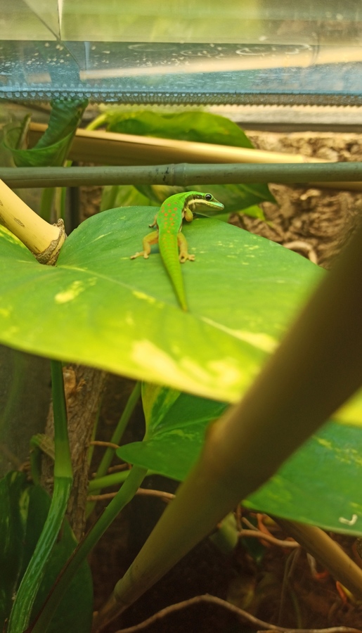 Phelsuma nigristata 1,0 CB19