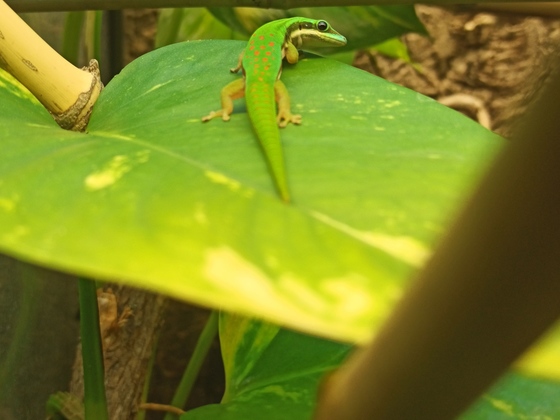 Phelsuma nigristata 1,0 CB19