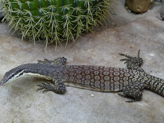 Varanus glauerti