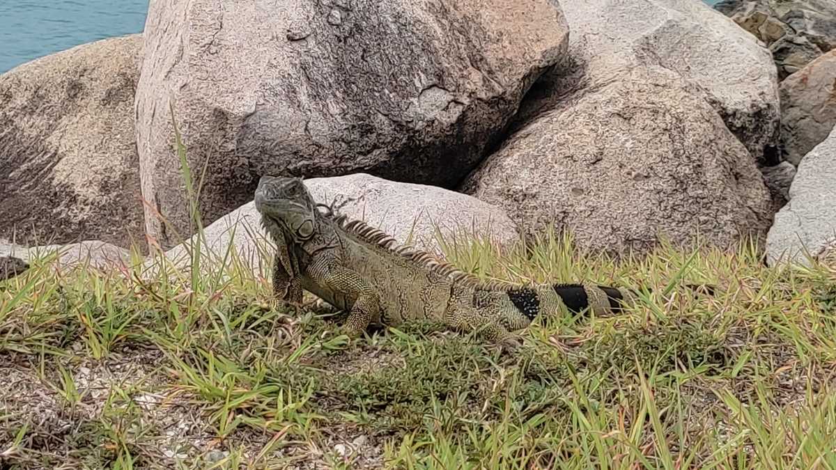 Iguanas auf St. Maarten