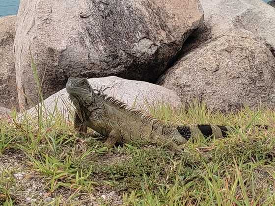 Iguanas auf St. Maarten