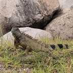 Iguanas auf St. Maarten