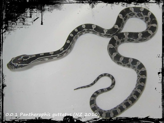 0.0.1 Pantherophis guttatus (NZ 2010)