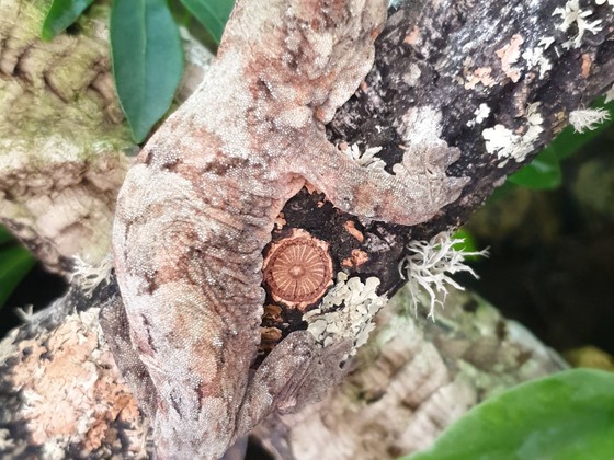 1.0 Mniarogekko chahoua