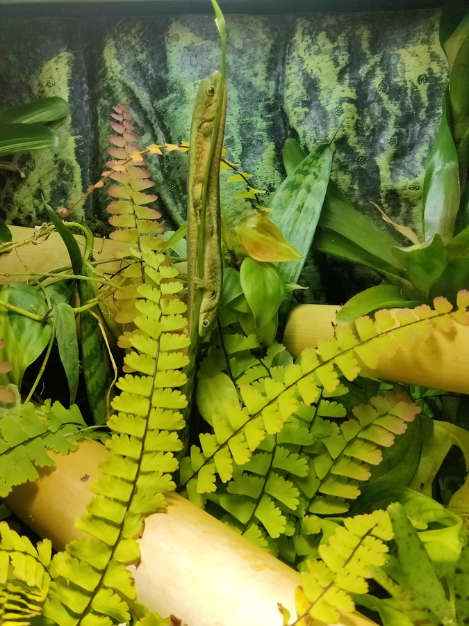 1.1 Robertmertensi teilen sich eine Sansevieria