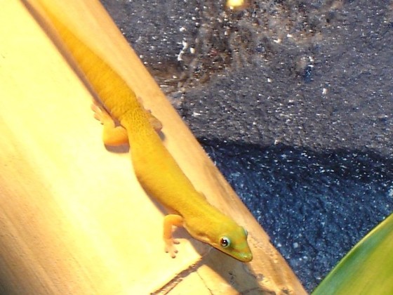 Goldstaubtaggecko