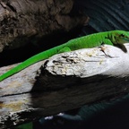 Gecko hat nach Verbrennung am Schwanz etwas schwarzes an der Unterseite... Was ist das ?