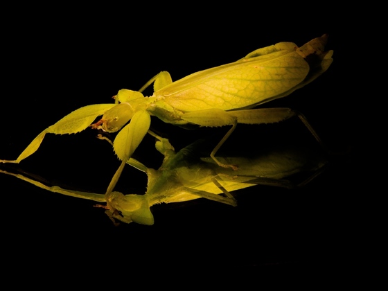 Phyllium philippinicum Adult weibchen