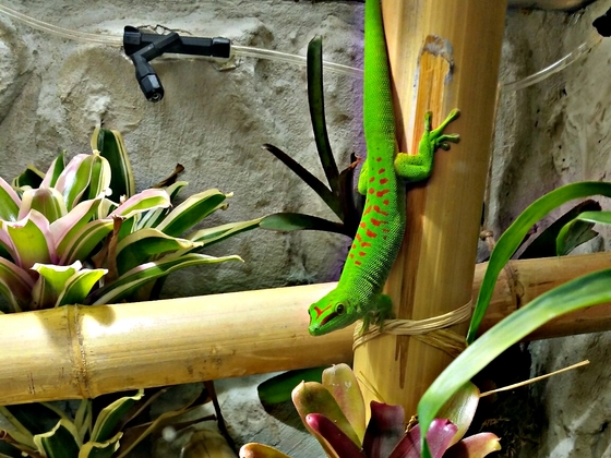 Phelsuma Grandis im Terrarium