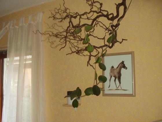 Herzpflanze "Hoya kerrii"