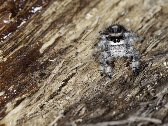 phidippus regius