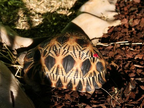 Astrochelys radiata