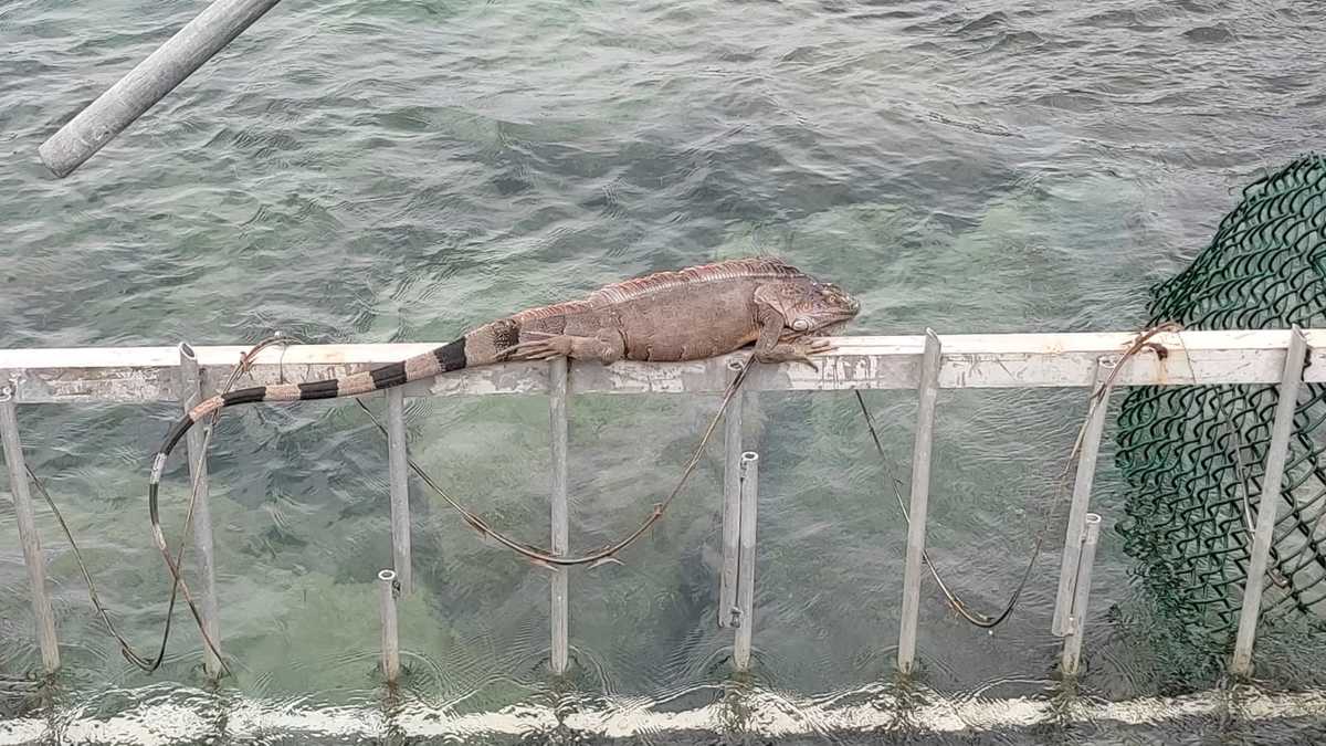 Iguanas auf St. Maarten